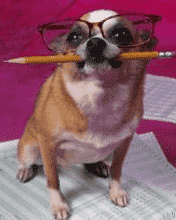 dog with pencil in mouth