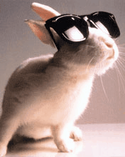 rabbit sunglasses