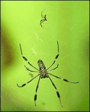 spider