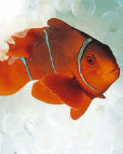 nemo fish