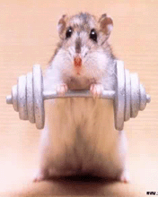 weight lifting mouse