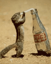 squrrel drinking coke